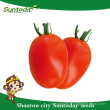 Suntoday déterminé roma fruit ferme longue durée de vie Red ovale fruit sygenta GS-12 hybride végétale F1 graines de tomates biologiques (22001)
